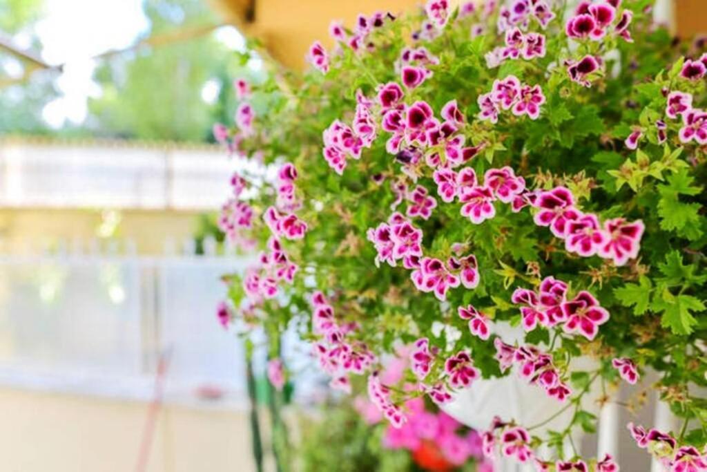 Dolci Sogni Romani Senza Scale O Barriere Casa de férias Roma